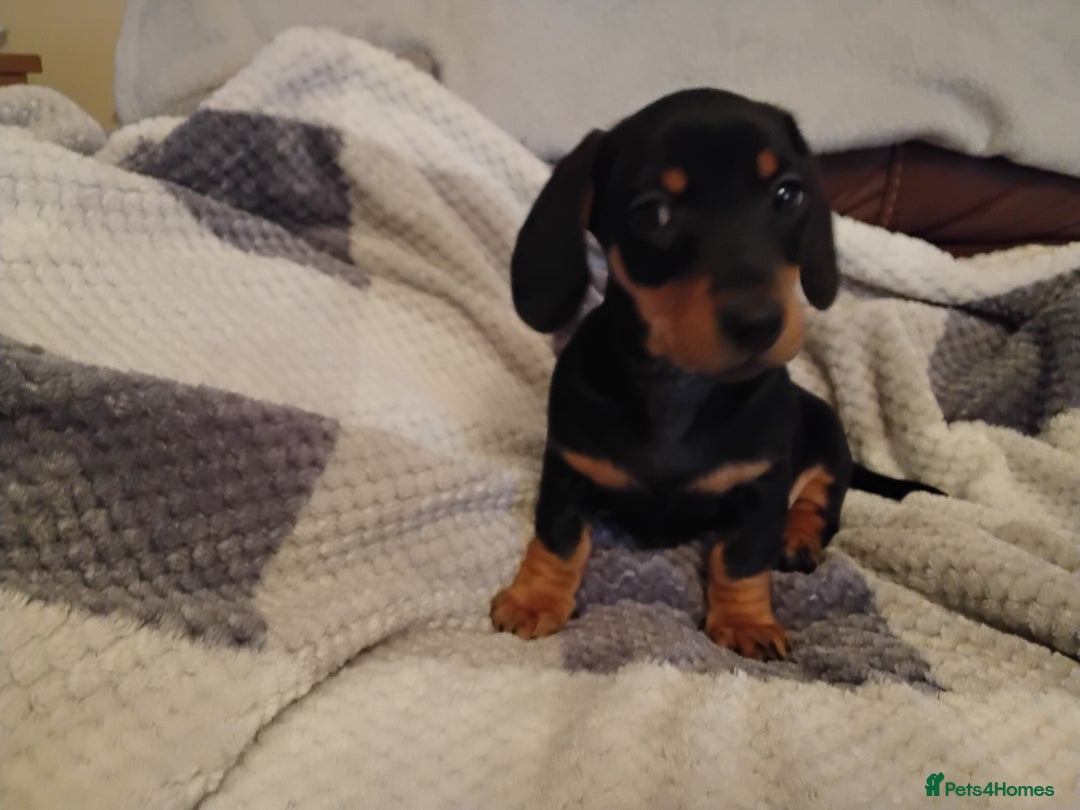 Miniature Dachshund dogs for sale: Miniature dachshund puppies - Advert 1
