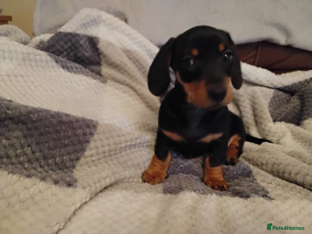 Miniature Dachshund dogs Miniature dachshund puppies - Advert 3