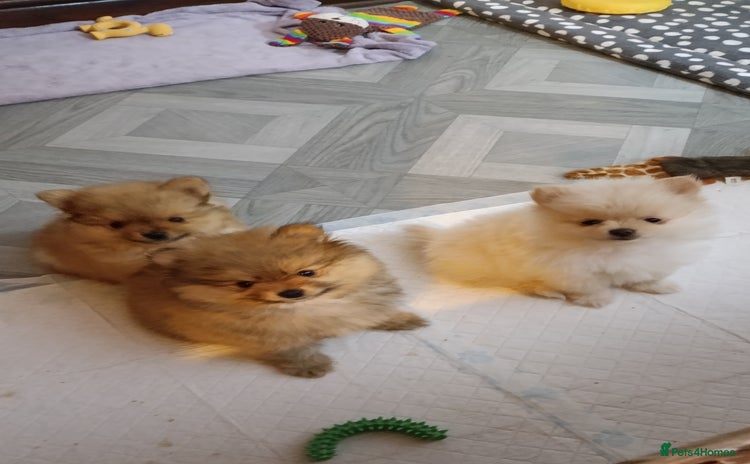 Pomeranian dogs - Advert 9