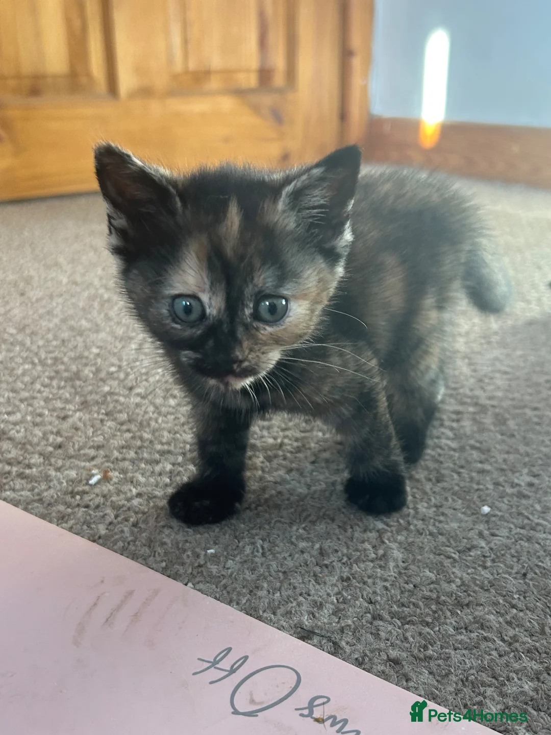 Mixed Breed cats for sale: Mixed Turkish Van Kittens  in Bristol - Advert 2
