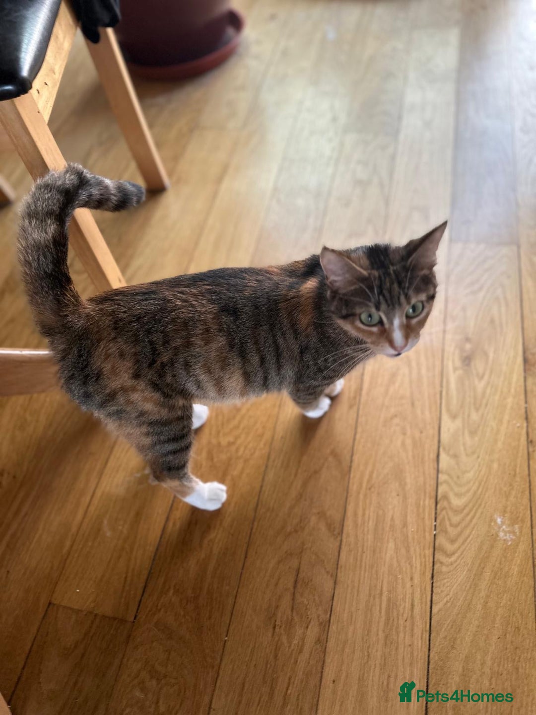 British Shorthair cats for sale: Adorable 5 kittens, two males, three females - Image 10