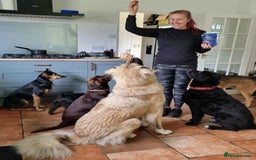 Mixed Breed dogs for adoption: TEDDY - Romanian Carpathian Shepherd Dog - Image 5