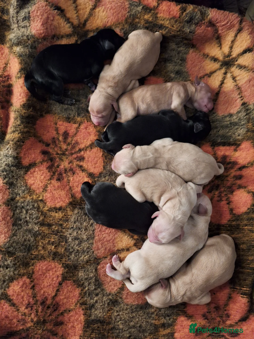 Mixed Breed dogs for sale: Goldendoodle Puppies 6 girls 3 boys - Advert 2