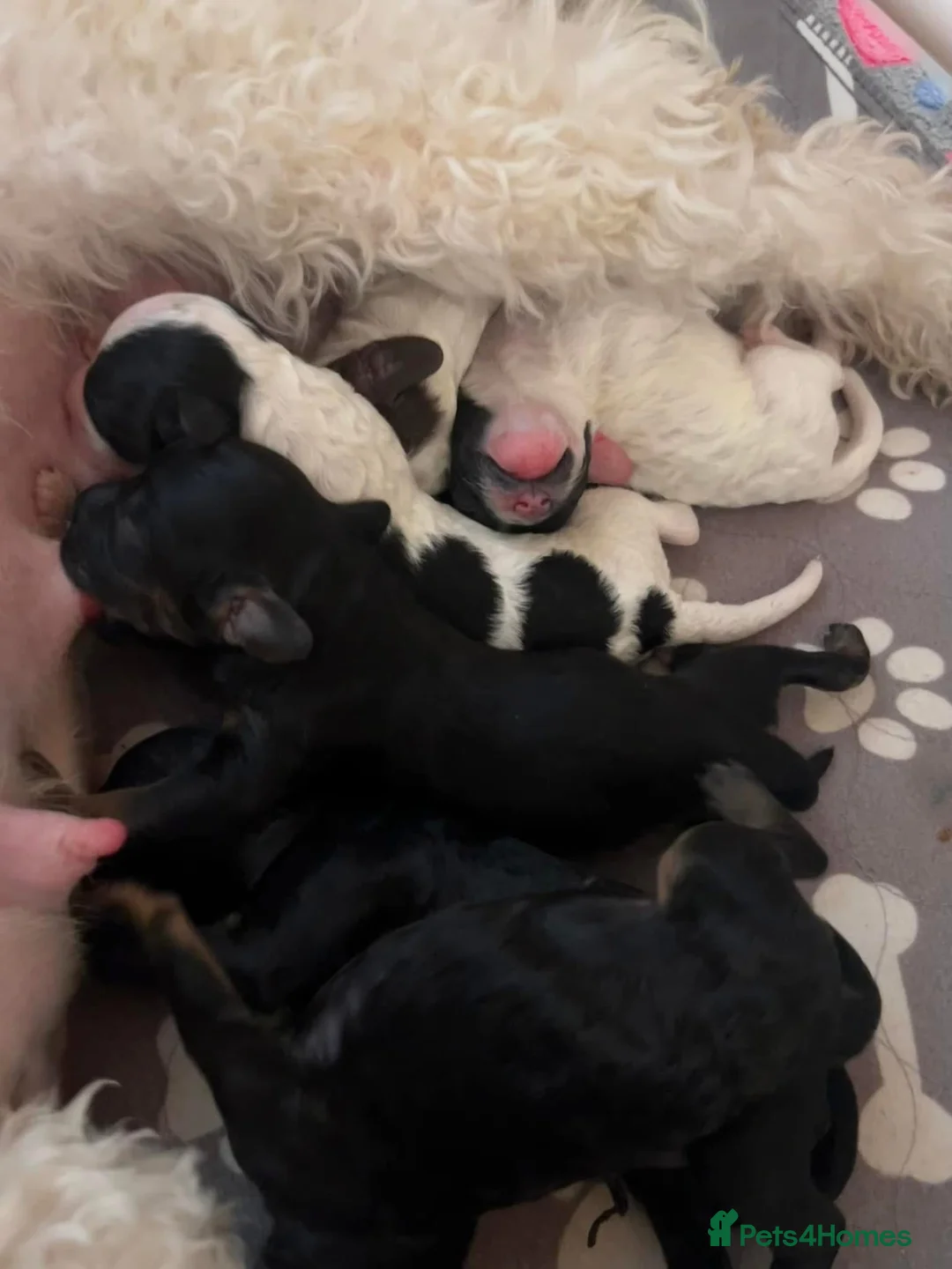 Poodle dogs for stud: Extensively health tested, toy poodle stud in Wareham - Advert 12