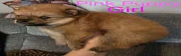 Pomeranian dogs for sale: 3 Beautiful pomeranian puppies for sale - Advert 28