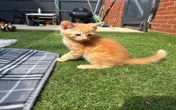 British Shorthair cats for sale: ginger kitten - Image 1