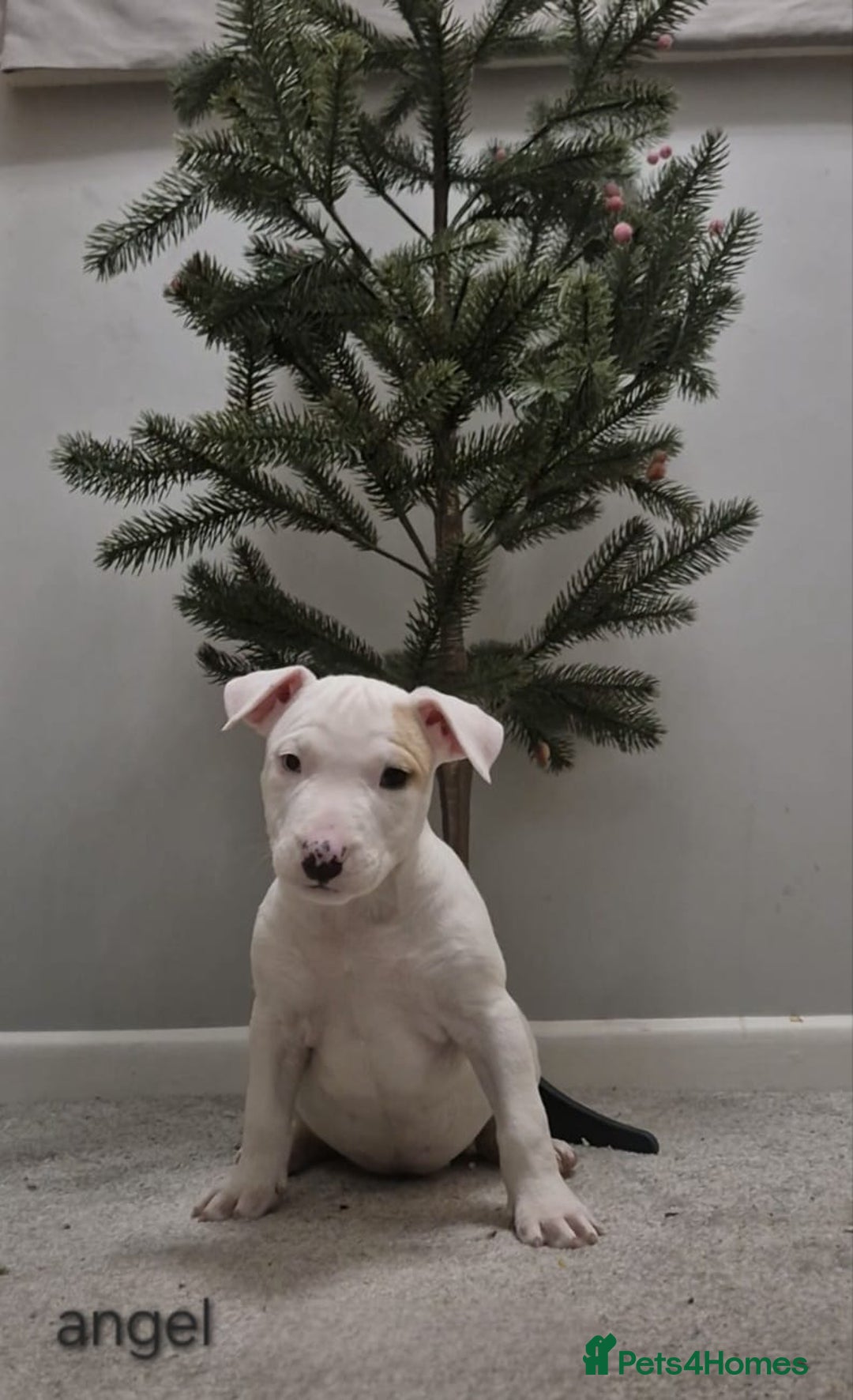 Mixed Breed dogs for sale: Staffordshire Bullterrier cross bullterrier - Advert 4