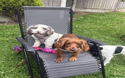 Mixed Breed dogs for sale: 2 best friends looking for their forever home  - Image 2