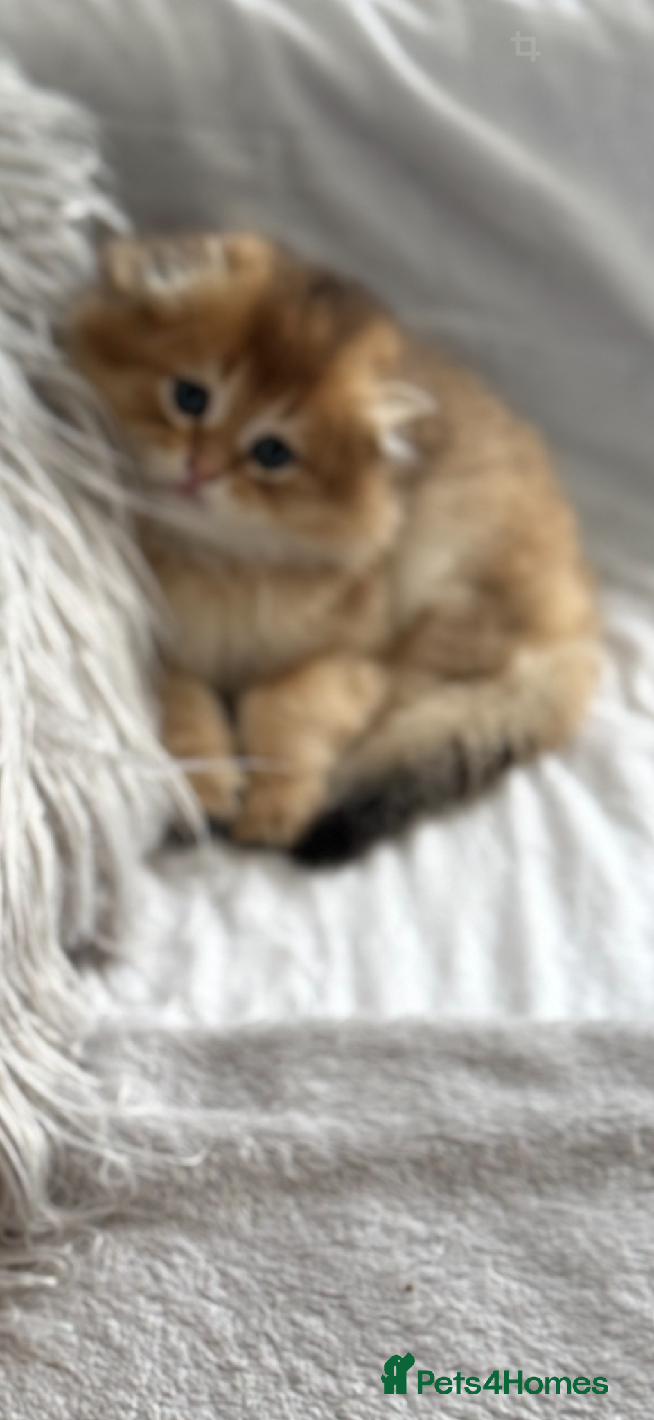 Scottish Fold cats for sale: Scottish pedigree golden kittens - Advert 19