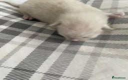 Ragdoll cats for sale: 💙 BLUEPOINT RAGDOLL BOY FOR SALE 💙 - Image 39