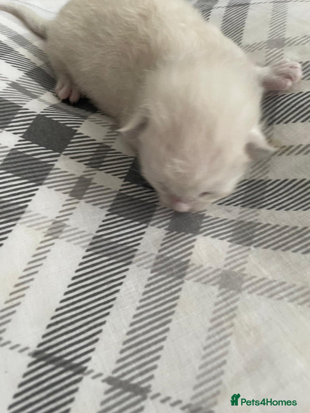 Ragdoll cats for sale: 💙 BLUEPOINT RAGDOLL BOY FOR SALE 💙 - Image 39