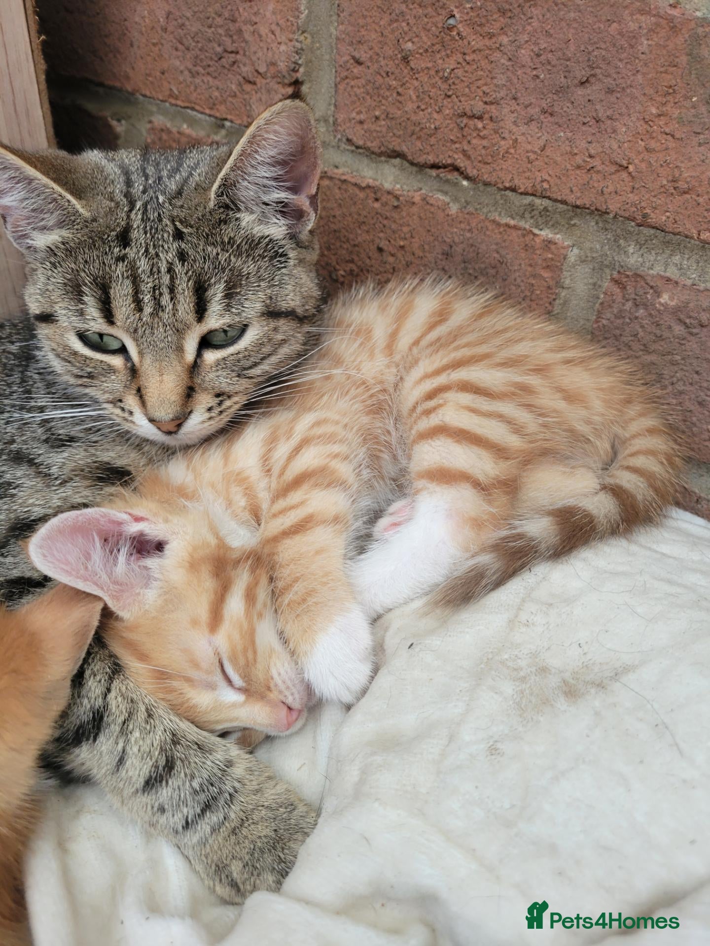 Mixed Breed cats Gorgeous male kittens - Advert 3