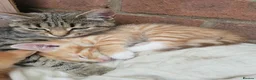 Mixed Breed cats for sale: Gorgeous male kittens - Advert 1