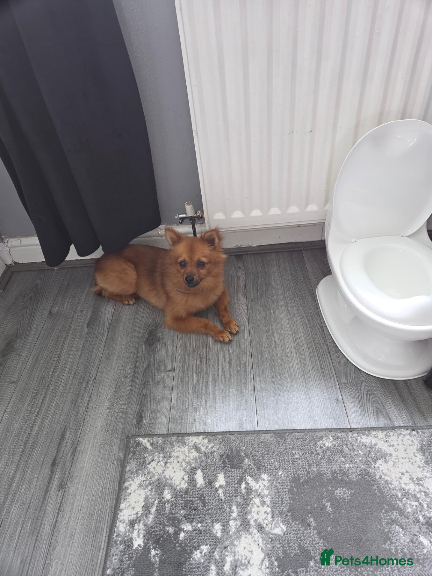 German Spitz dogs Female German Spitz  - Advert 11