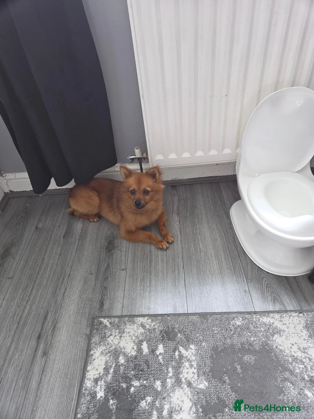 German Spitz dogs for sale: Female German Spitz  - Advert 1