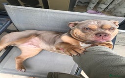 American Bully dogs for sale: Female Pocket Bully  - Image 14