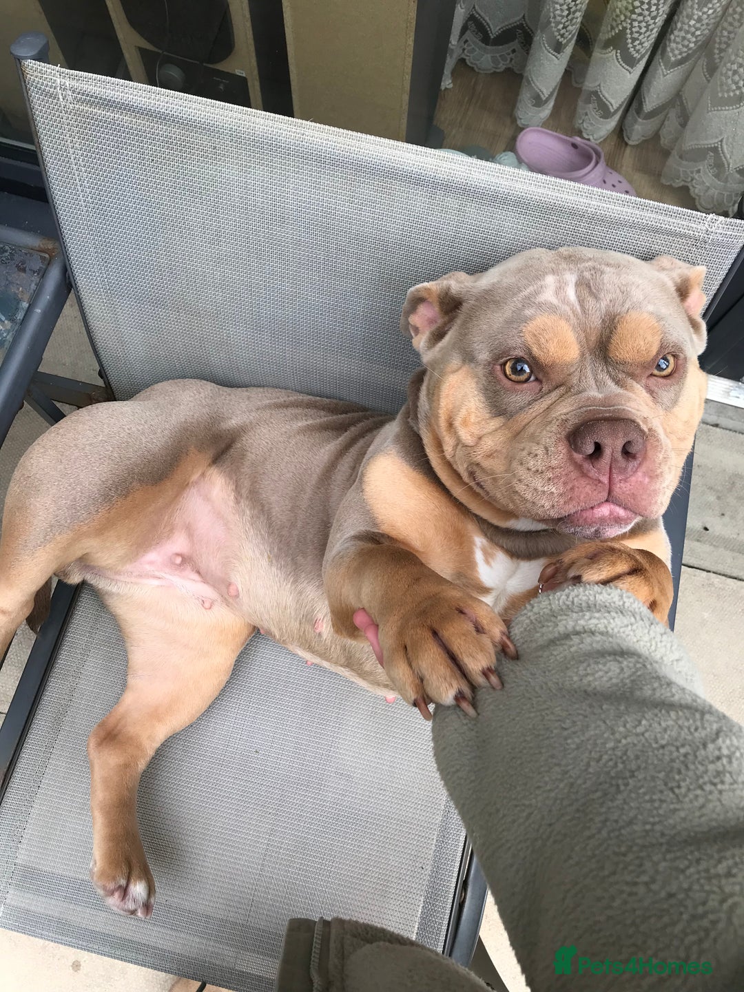 American Bully dogs for sale: Female Pocket Bully  - Image 14