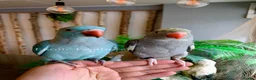 Ringnecks birds for sale: Hand Reared Baby Indian Ringneck Parrots For Sale - Advert 25