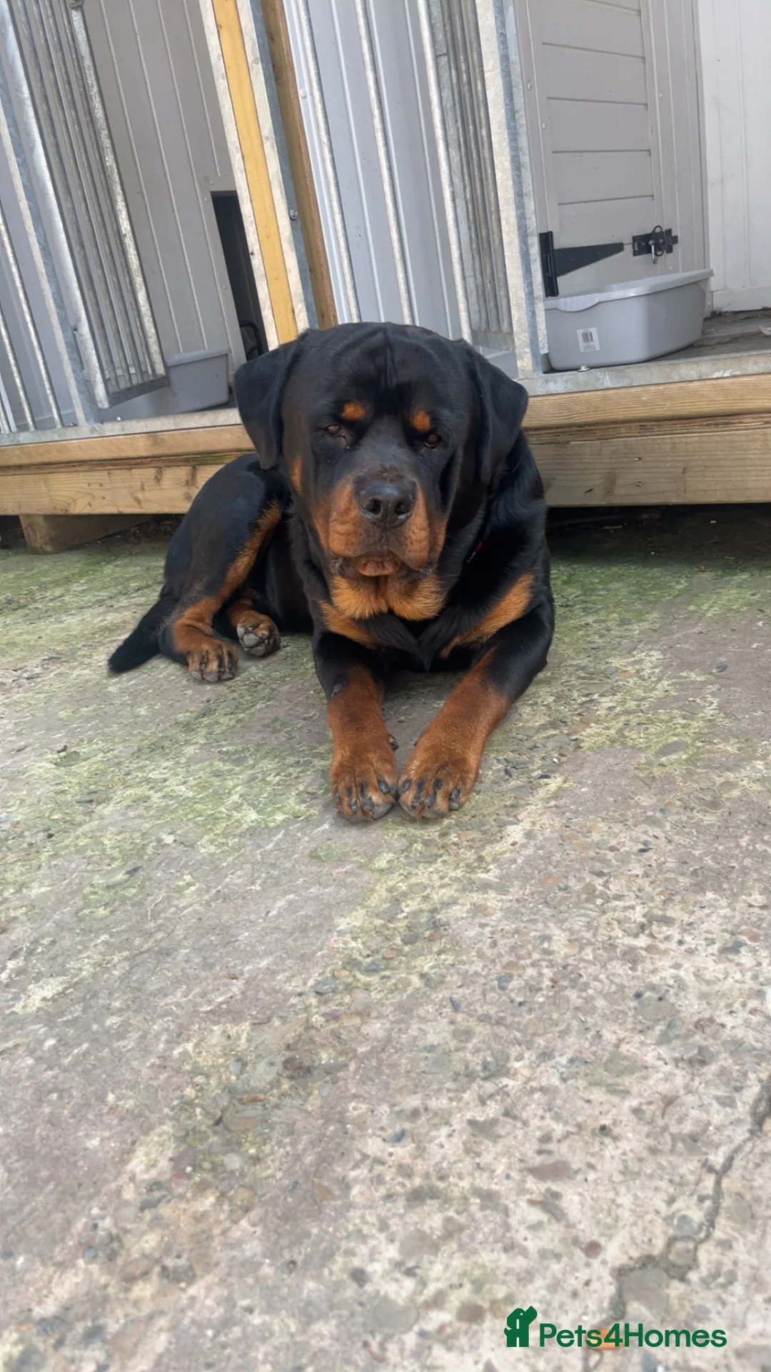 Rottweiler dogs for sale: Family raised Rottweiler pair  - Advert 4