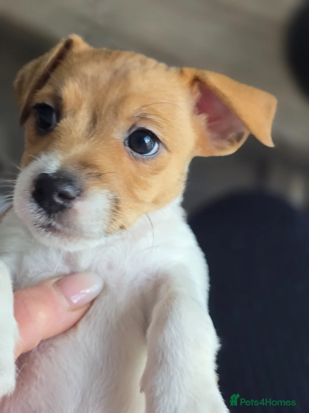 Jack Russell dogs for sale: Puppies for sale in Preston - Advert 2