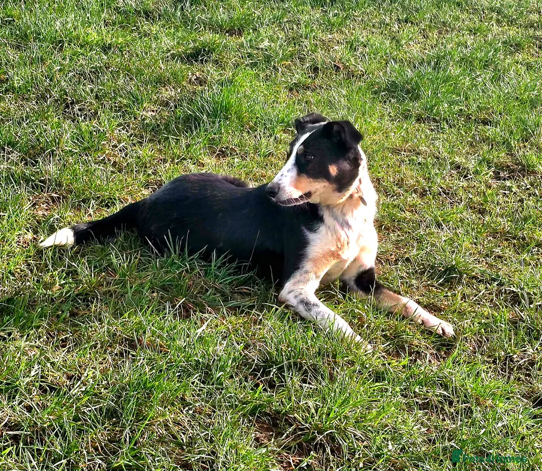 Mixed Breed dogs for adoption: TOMMY - Advert 2