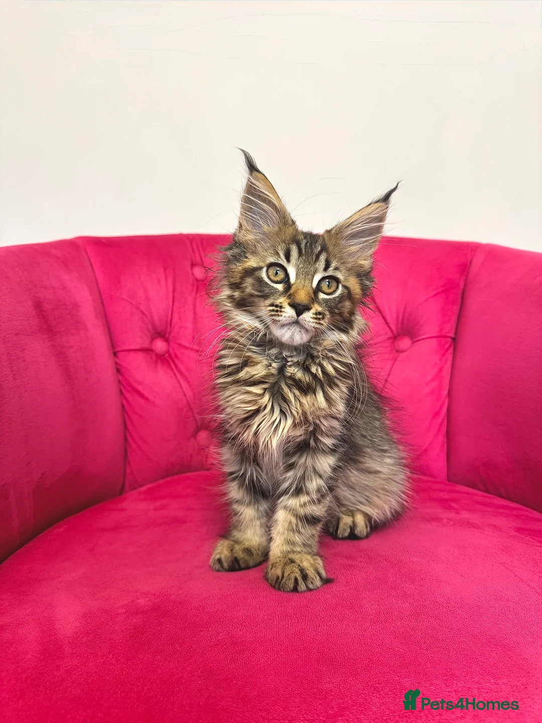Maine Coon cats for sale: MaineCoon Kittens 🏆20+Gen🧬 Outstadning Pedigree - Advert 20