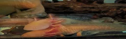 Catfish fish for sale: Golden albino Axolotls in Liverpool - Advert 1