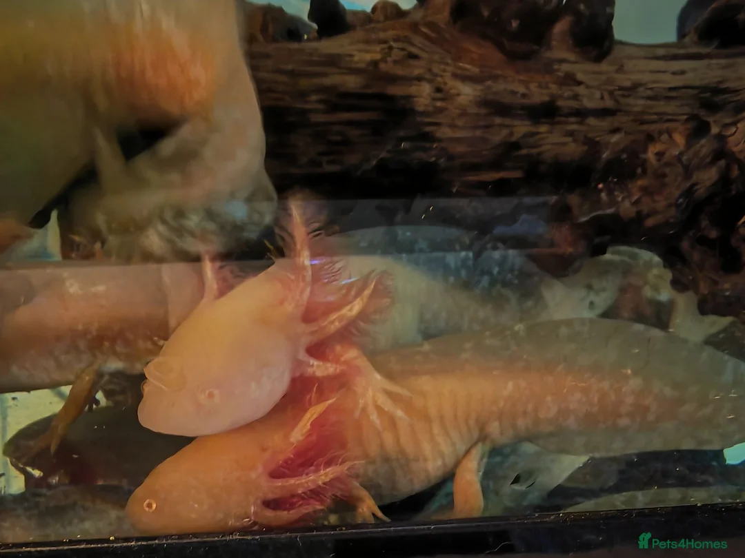 Catfish fish for sale: Golden albino Axolotls in Liverpool - Advert 1