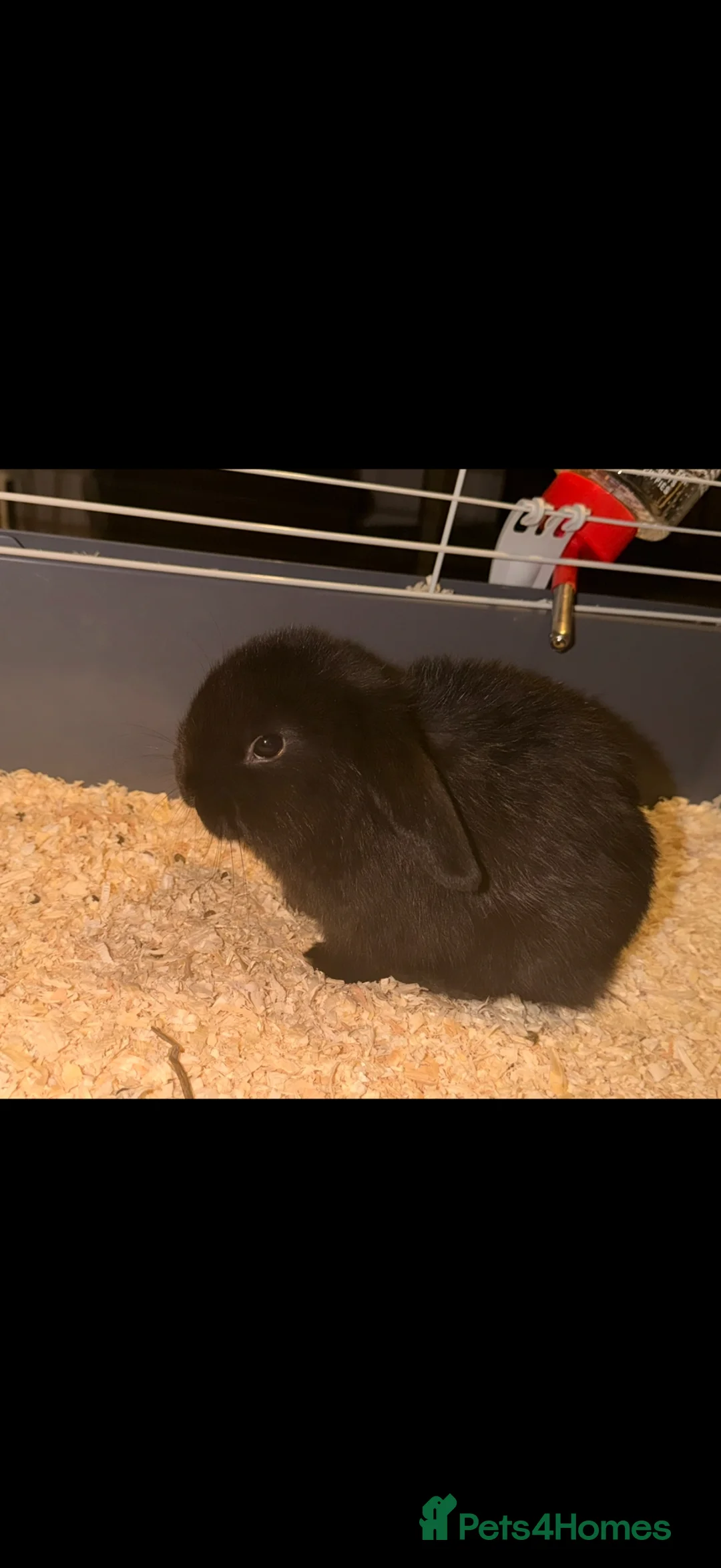 Mini Lop rabbits for sale: Pure Bred mini lops for sale  - Advert 1