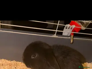 Mini Lop rabbits Pure Bred mini lops for sale - Advert 1