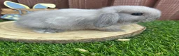 Mini Lop rabbits for sale: 🥰😍Stunning purebred mini lops ready to reserve  - Advert 4