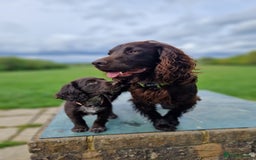 Cocker Spaniel dogs for stud: Working cocker at studs in Ashford - Image 11