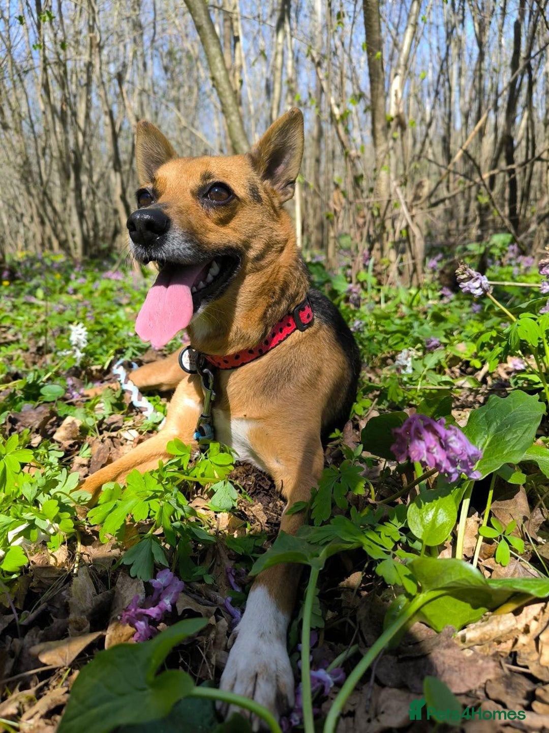 Mixed Breed dogs for adoption: 💖🐶 BARBIE 🐶💖 - Image 6