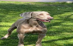 Weimaraner dogs for sale:  KC Reg Weimaraner Pups from Champion Bloodlines ✨ - Image 17