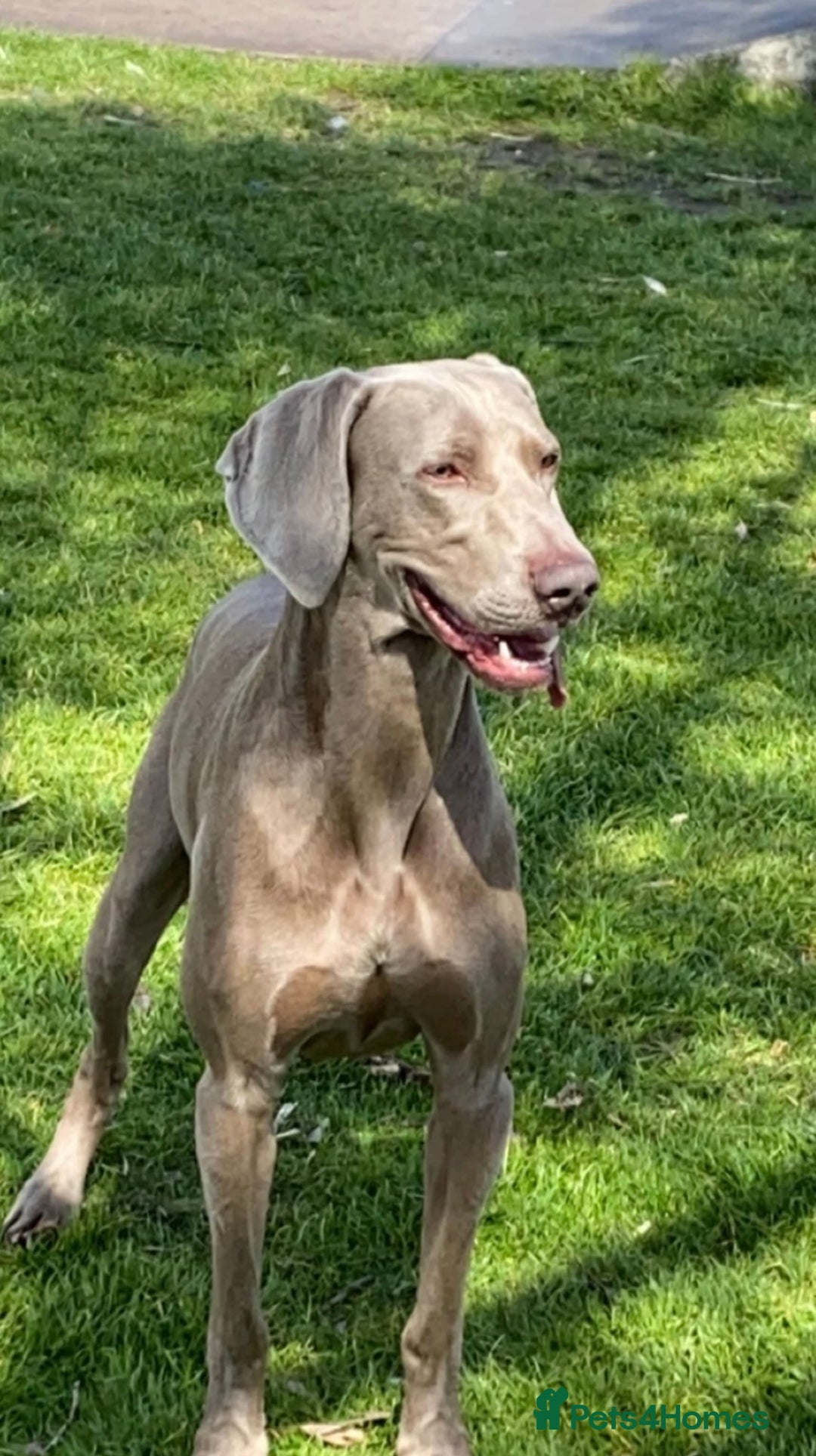 Weimaraner dogs for sale:  KC Reg Weimaraner Pups from Champion Bloodlines ✨ - Image 17