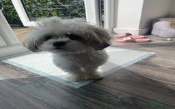 Malshi dogs for sale: Adorable 8 month old Malshi Puppy for Sale - Image 6