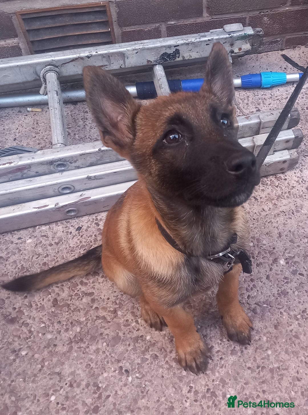 Belgian Shepherd Dog dogs for sale: Beautiful little Belgian shepherd male dog - Image 1