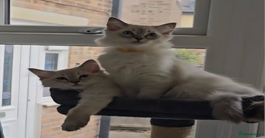 Ragdoll cats - Advert 1