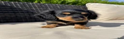 Miniature Dachshund dogs for sale: Miniature long haired dachshunds  - Advert 19
