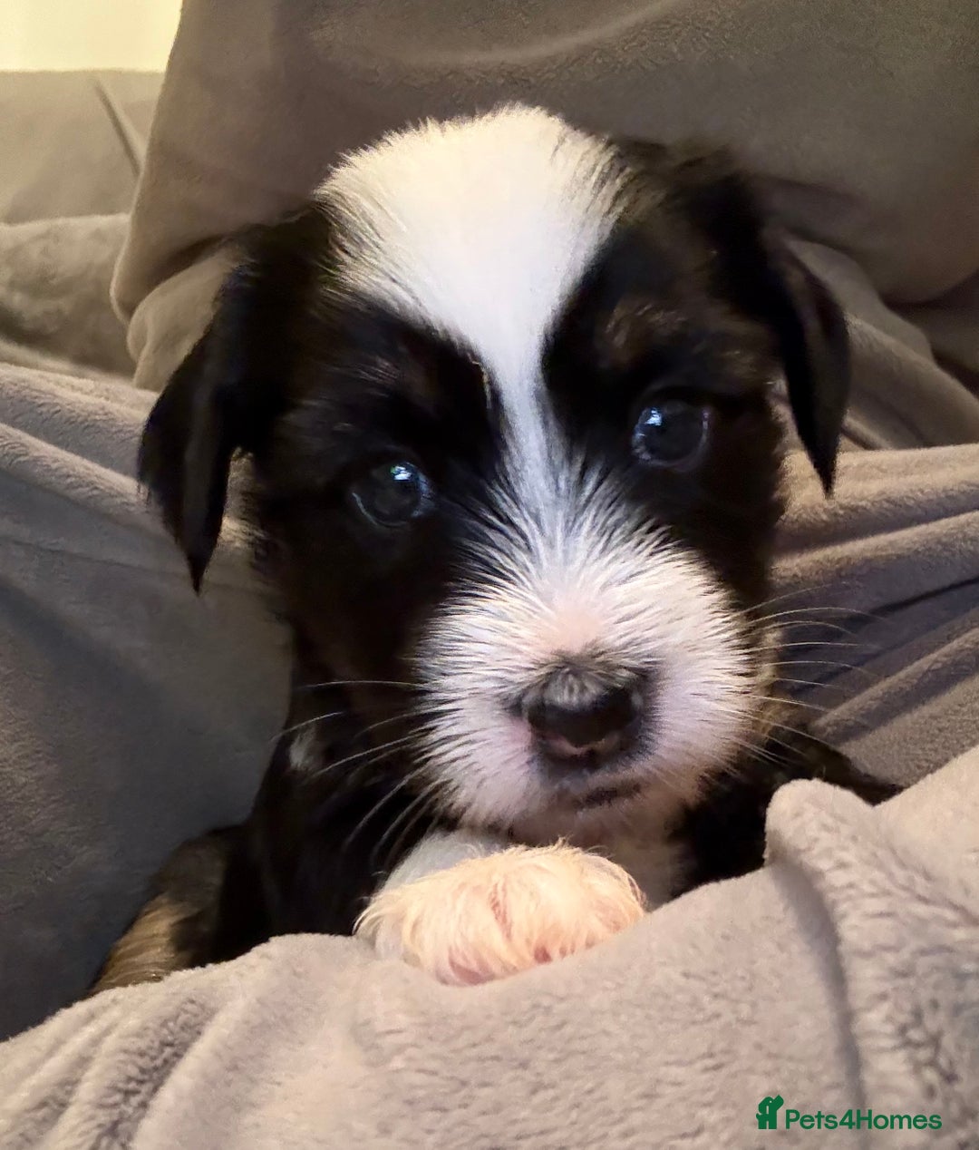Tibetan Terrier dogs for sale: Tibetan Terrier puppies for sale  - Image 19