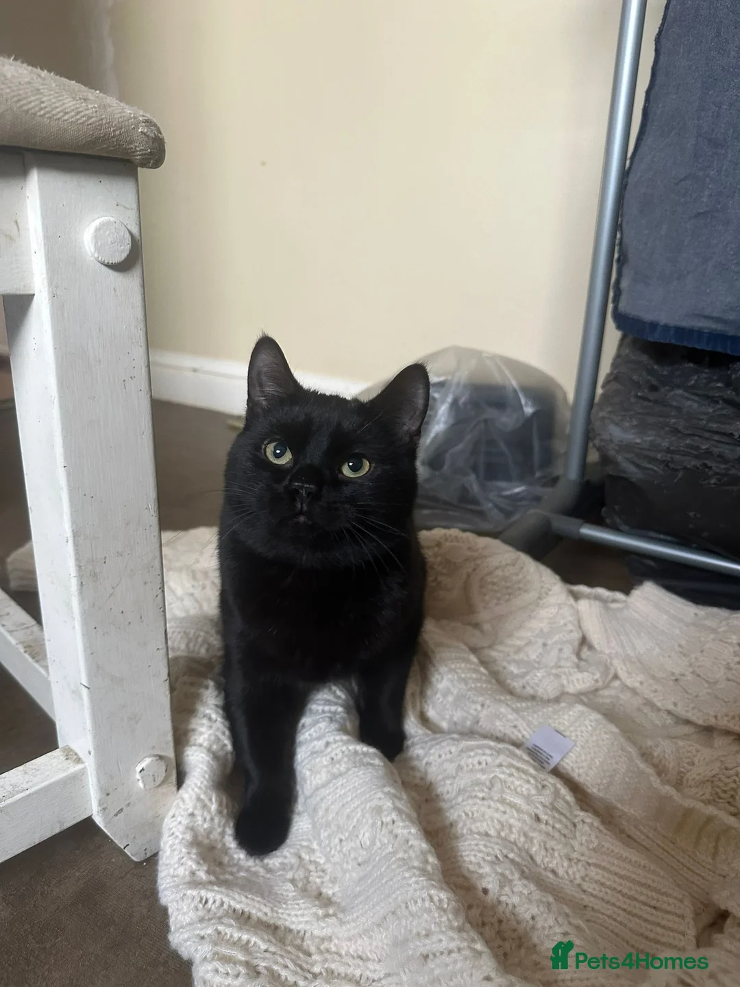 Mixed Breed cats for sale: 2 cata - Advert 9