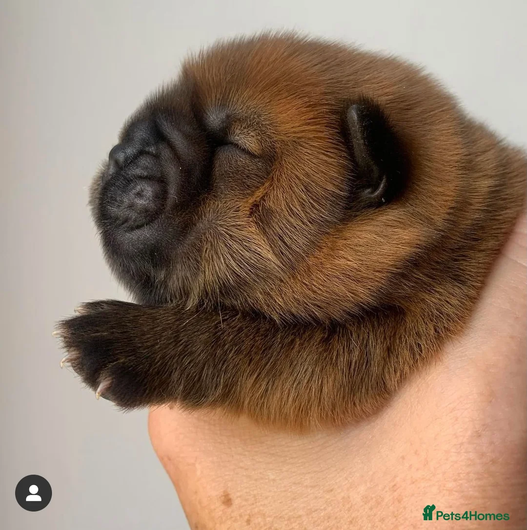 Chow Chow dogs for stud: *HOGAN*THICK RED RUSSIAN CHAMPION very well proven in Cheltenham - Advert 14