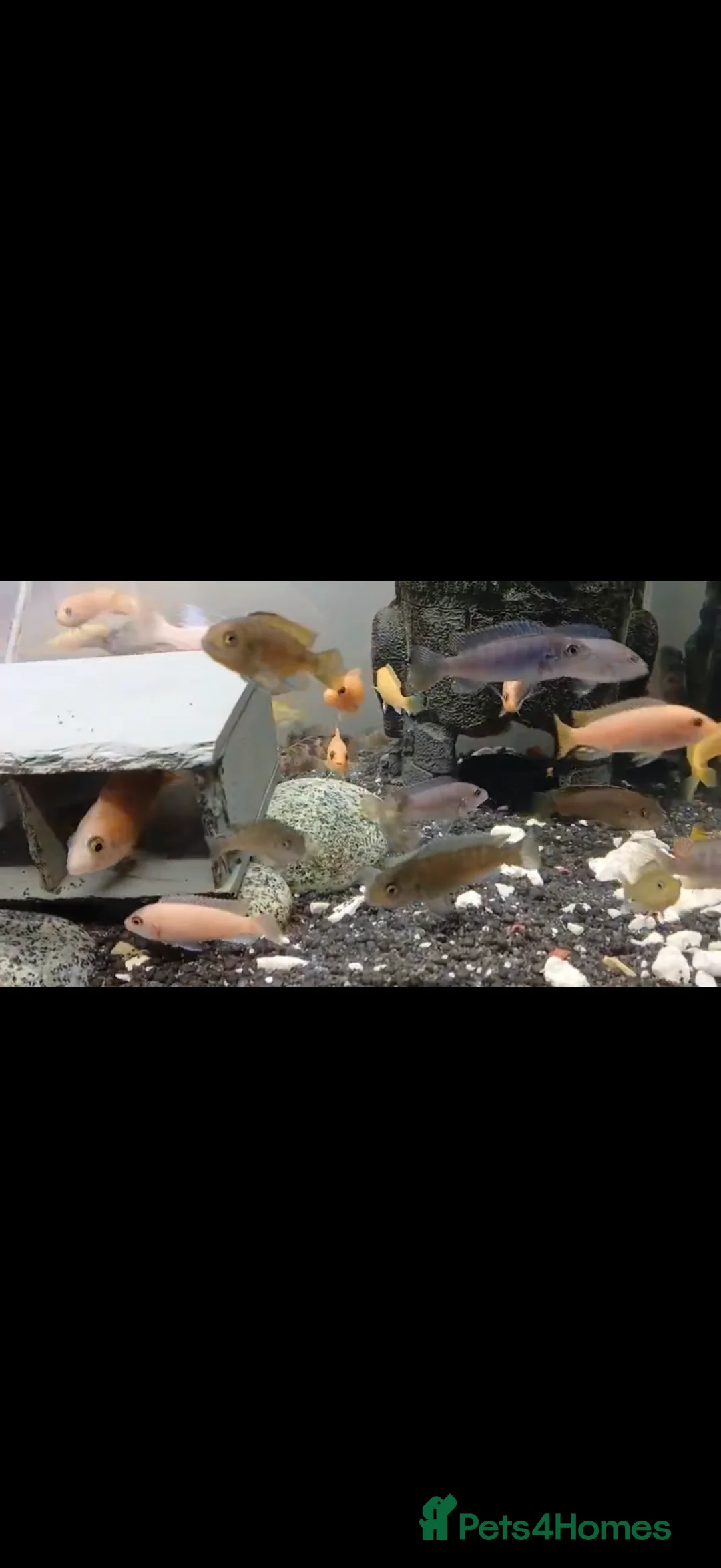 Cichlids fish for sale: GUPPIES / cichlids / SHRIMP/ platty  - Advert 8