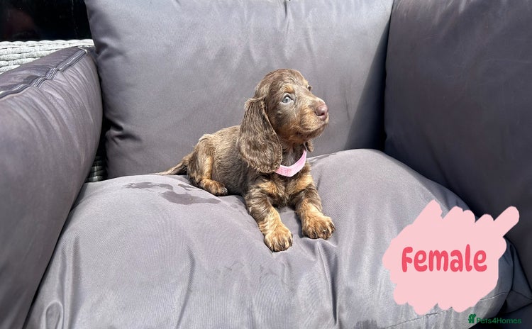 Miniature Dachshund dogs - Advert 9