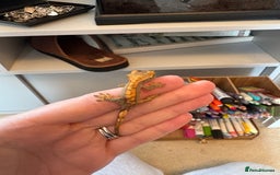 Gecko reptiles for sale: crested geckos  - Image 3