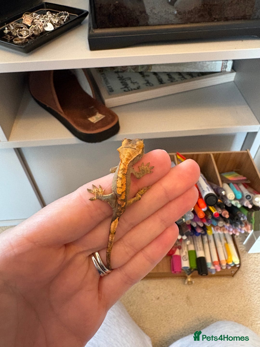 Gecko reptiles for sale: crested geckos  - Image 3