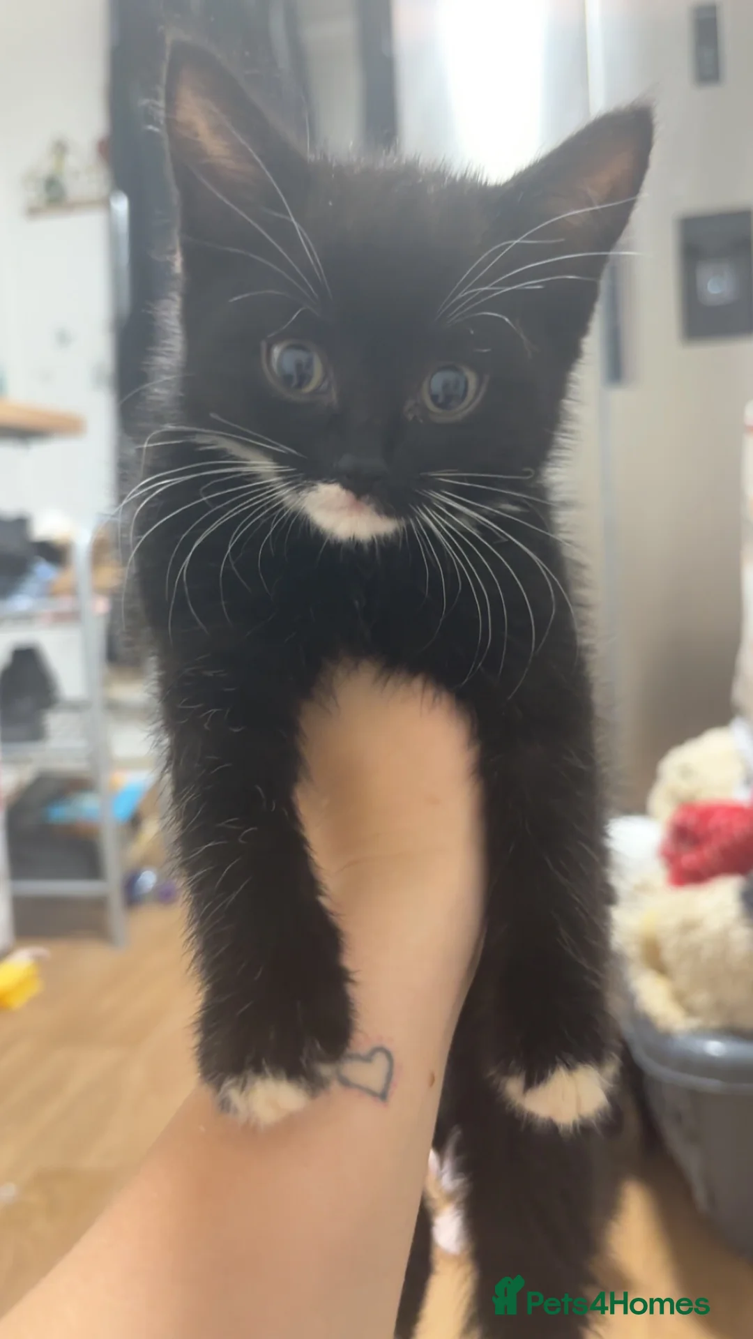 Mixed Breed cats for sale: Black and white tuxedos kittens  - Advert 2