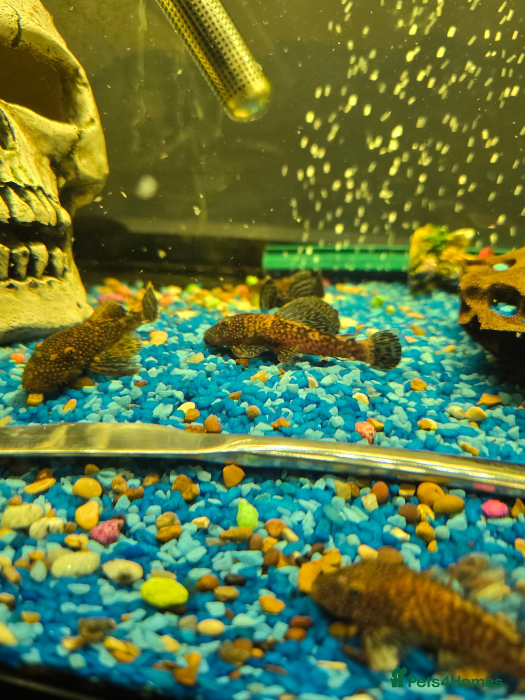 Plecos fish for sale: Plecos for sale - Image 2