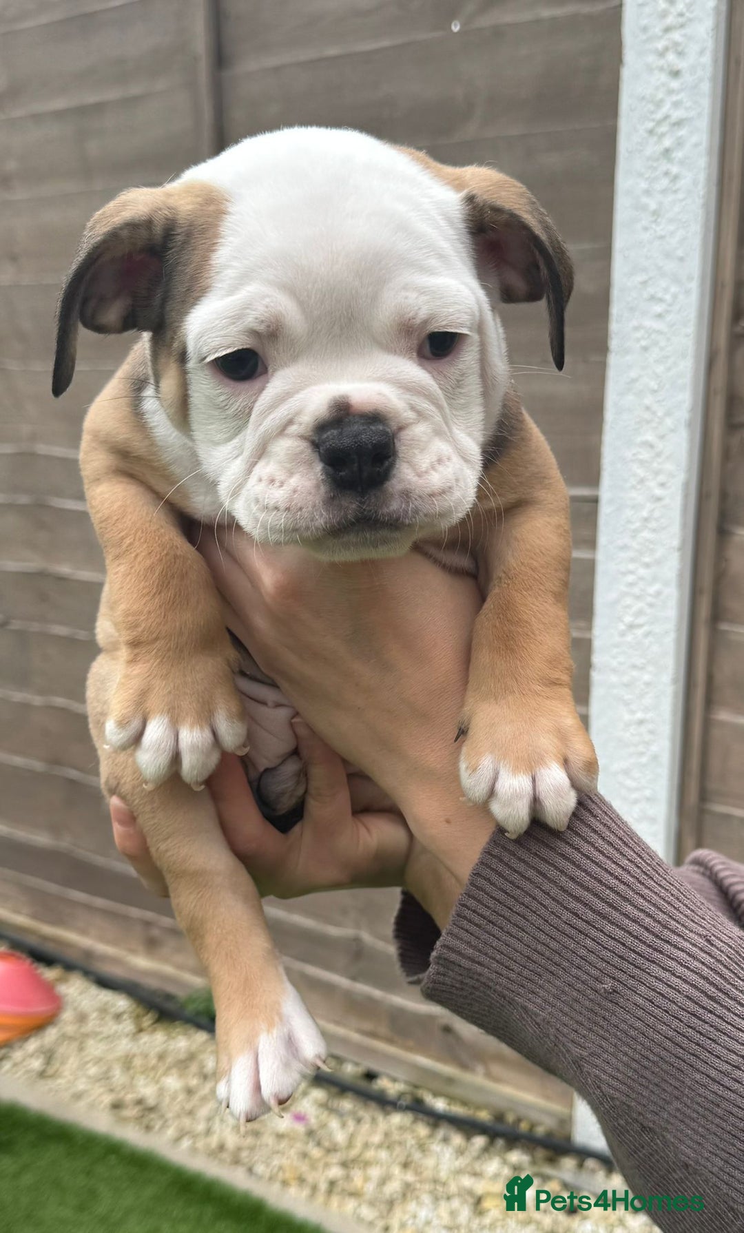 Mixed Breed dogs for sale: Stunning New England Bulldogs!!!! - Image 6