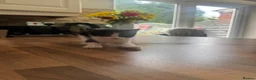 Domestic Shorthair cats for sale: 3 Beautiful Kittens Looking for Their Forever Home - Advert 13